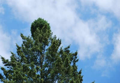 Pseudotsuga menziesii - douglaska tisolistá s čarověníkem 2021.